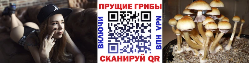 Купить Новохопёрск Псилоцибиновые грибы GOLDEN TEACHER